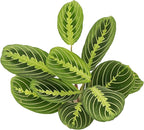 Thorsen's Greenhouse Prayer Plants Set of 2, Maranta leuconeura, Pet Safe, Low Light, Live Indoor Plants, 4" Diameter Plants, Classic Pots (Copper)