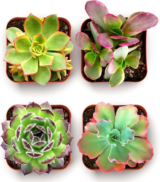 Shop Succulents Spring Beauties Bulk Succulent Plant Pack – Live Mini Succulent Plants, Bright Colorful Mix, Easy Care Houseplants – Gardening, Terrariums, Gifts & Party Favors, 2" Pots