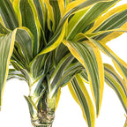 Dracaena Lemon Lime Live Plant Low Light Tropical Indoor Tree Easy Care Air Purifier Plant for Office and Home Decor (Plant Pot, Large (38-48 inches Tall), Dracaena Lemon Lime)