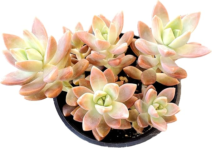 FATPLANTS Succulent Plant(s) Fully Rooted in 4 inch Planter Pots with Soil - Real Live Potted Succulents/Unique Indoor Cactus Decor (1, Graptosedum California Sunset)