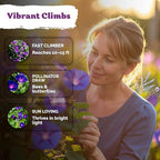 KVITER 150 Grandpa OTT Morning Glory Seeds (Ipomoea purpurea) – Vine Purple Climbing Blooms Flower Seeds to Plant Outside – Pollinator Heirloom Seed Packets for Garden, Trellises, Outdoor Flower Beds