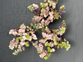 Callisia Repens Bianca, Pink and Green Trailing Plant, Live Indoor Houseplant
