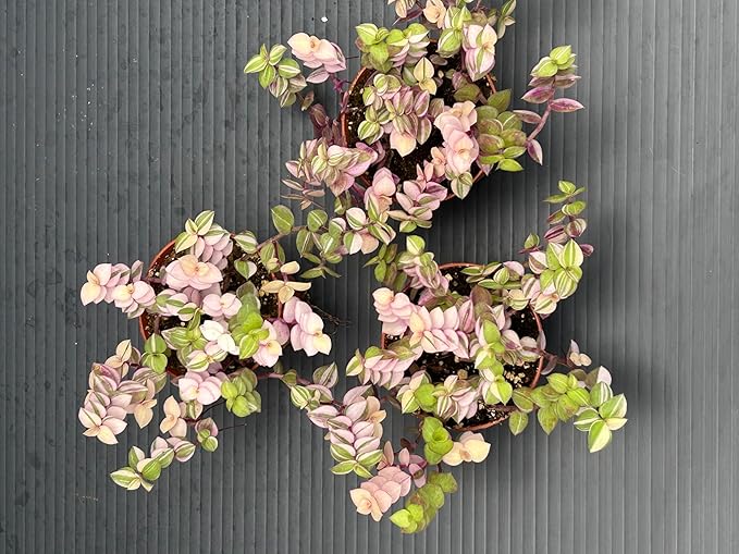 Callisia Repens Bianca, Pink and Green Trailing Plant, Live Indoor Houseplant
