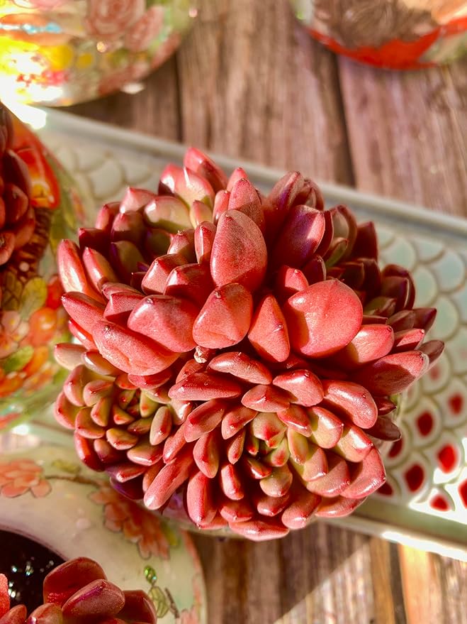 Echeveria Pink Rubby Succulent Kit - with Plastic Pot, 1 Head 2" Live Plant, Compressed Soil & Guide, for Garden Indoor Office Desk (1, Echeveria Pink Rubby)