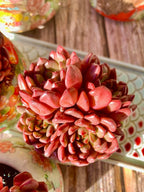 Echeveria Pink Rubby Succulent Kit - with Plastic Pot, 1 Head 2" Live Plant, Compressed Soil & Guide, for Garden Indoor Office Desk (1, Echeveria Pink Rubby)