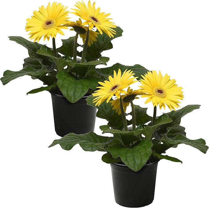 Live Flowering Gerbera Daisies - Yellow (2 Plants Per Pack) - Beautiful Spring Flowers - 12" Tall by 5" Wide in 1 Qt Pot
