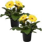 Live Flowering Gerbera Daisies - Yellow (2 Plants Per Pack) - Beautiful Spring Flowers - 12" Tall by 5" Wide in 1 Qt Pot