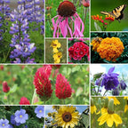 All Perennial Wildflower Seeds Bulk, 1/4 lb, 100,000+ Seeds, 26 Variety Mix with Milkweek, California Blue Bell, Attracts Pollinators, Plant in Spring or Fall, Zones 3, 4, 5, 6, 7, 8, 9, 10