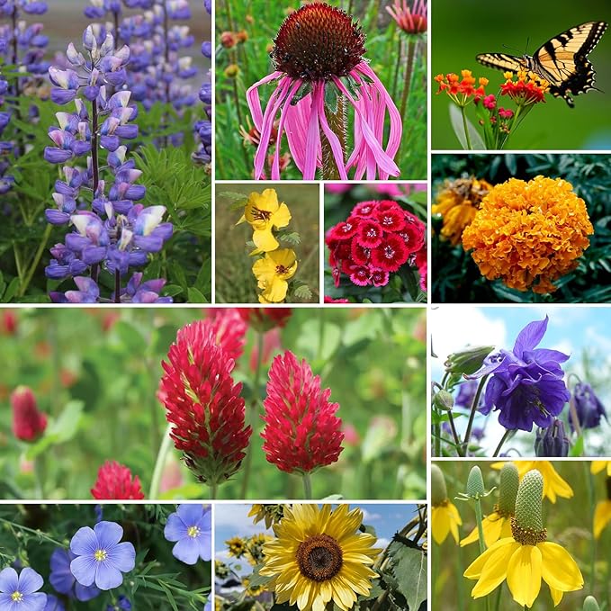 Groundio Wildflower Seeds Bulk, 4 Ounce, 200,000+ Seeds, 26 Varieties Annual & Perennial Flower Seeds Mix with Zinnia, Milkweed, Butterflyweed, Attracts Pollinators, Plant in Spring or Fall
