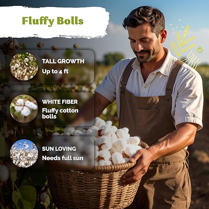 KVITER 25 White Cotton Seeds for Planting (Gossypium hirsutum) – Real Cotton Plant, Cottons Seeds for Growing, Heirloom & Non-GMO Cotton's Plant Seeds for Gardeners – Perfect for Ornamental or Fiber