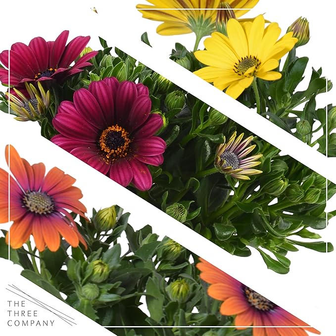 Live Flowering Osteospermum Plant - Grower's Choice Assorted Colors (3 Plants Per Pack) - Beautiful African Daisies - Early Spring Color - 12" Tall by 5" Wide in 1 Qt Pot