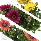 Live Flowering Osteospermum Plant - Grower's Choice Assorted Colors (3 Plants Per Pack) - Beautiful African Daisies - Early Spring Color - 12" Tall by 5" Wide in 1 Qt Pot