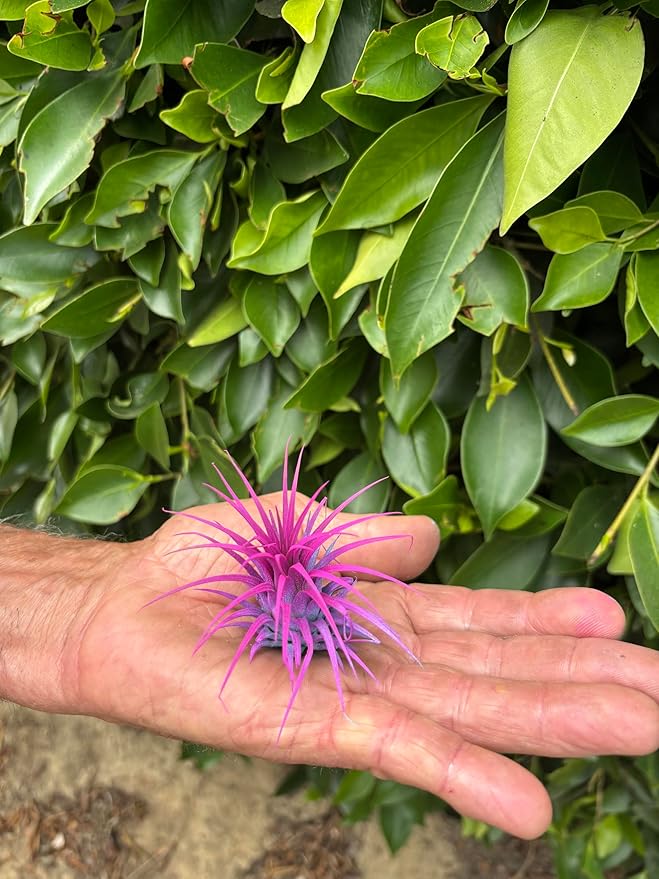 Air Plants - Tillandsia Ionantha - Organically Enhanced Color - Live Arrival Guaranteed - House Plants for Home Decor & Gift (2 Tone 4pk) (4pk Mix 2-Tone)