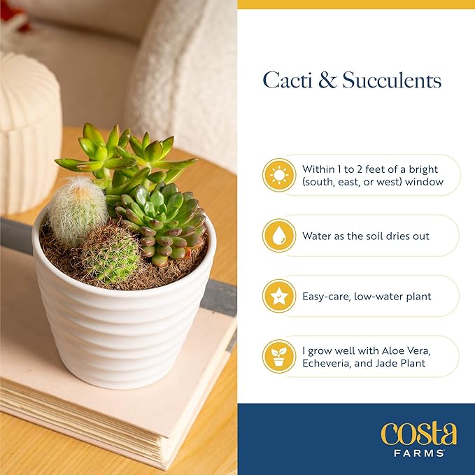 Costa Farms Mini Succulent Live Plants in Plastic Pots, Easy to Maintain Indoor Succulents, Assorted Variety Houseplants for Room Decor, House Warming or Party Favors, 2-3.5 Inches Tall, Pack of 100