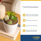 Costa Farms Mini Succulent Live Plants in Plastic Pots, Easy to Maintain Indoor Succulents, Assorted Variety Houseplants for Room Decor, House Warming or Party Favors, 2-3.5 Inches Tall, Pack of 100