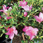 Brussel's Bonsai - Live Satsuki Azalea Bonsai Tree Kit, Outdoor Flowering Bonsai Tree Live Plant with Ceramic Pot and Soil, Easy Care Bonsai Starter Kit for Patio Garden (Medium)