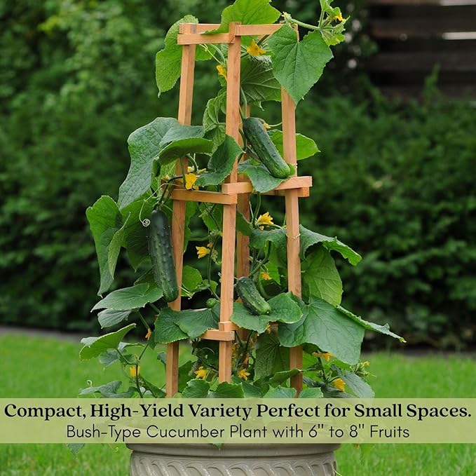 Clovers Garden Cucumber Patio Snacker Plants - Two (2) Live Plants – Non-GMO - Not Seeds - Each 4" to 8" Tall – in 4" Inch Pots - Burpless, High Yield, Compact