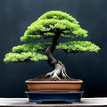 30 Japanese Larch Bonsai Tree Seeds for Planting