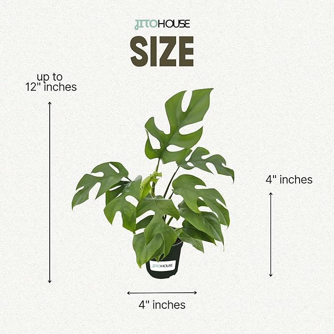 Mini Monstera 'Ginny' Live House Plant in 4" Pot – Rhaphidophora Tetrasperma | Live Rare Houseplant with Split Leaves | Easy to Grow Indoor Vine for Home & Office Décor - JitoHouse