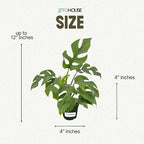 Mini Monstera 'Ginny' Live House Plant in 4" Pot – Rhaphidophora Tetrasperma | Live Rare Houseplant with Split Leaves | Easy to Grow Indoor Vine for Home & Office Décor - JitoHouse