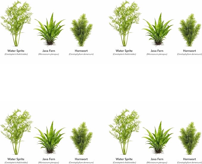 Live Aquarium Plants Bundle - Assorted Freshwater Plants - Low | Medium | High Light