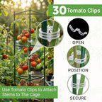 Tomato Cage - Large Trellis Stakes and Plant Support Structures for Vegetables and Climbing Plants - Tall Tomato Cages for Garden, Pots, Raised Garden Bed Outdoor Supplies (3 Pack - Up to 48")