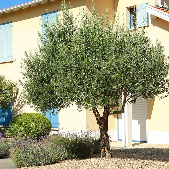 Arbequina Olive 3-4'