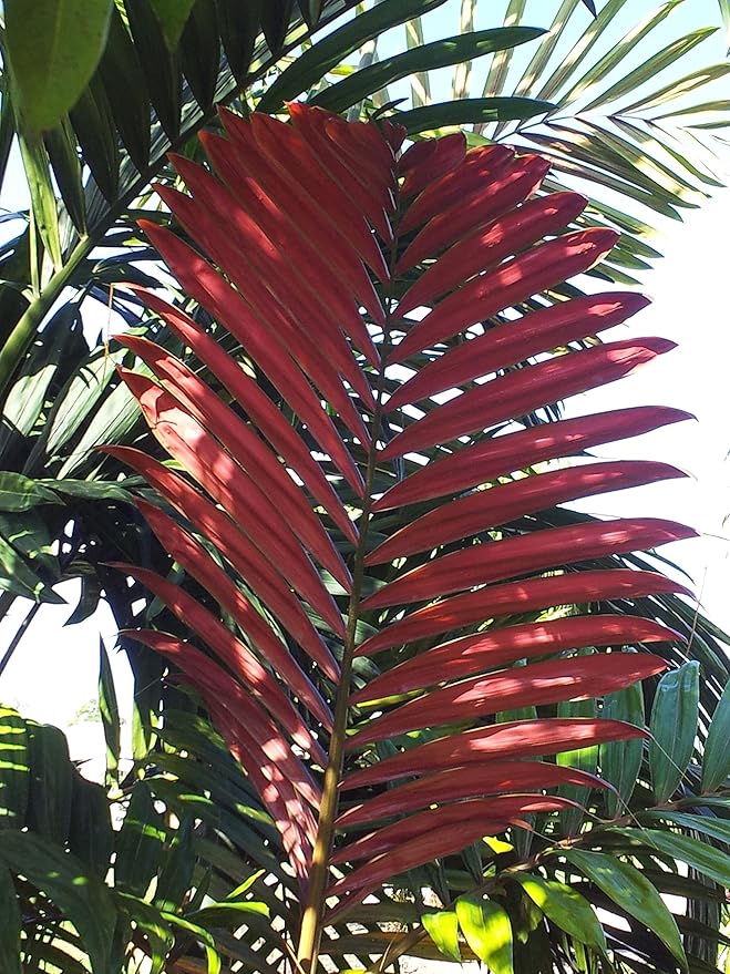 Red Flame Palm - 5 Live Plants in 4 Inch Growers Pots - Chambeyronia Macrocarpa - Extremely Rare Ornamental Palms from Florida