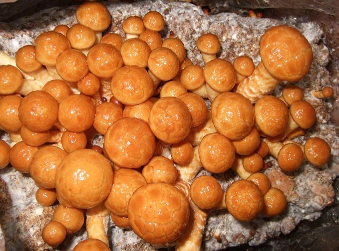Root Mushroom Farm- Mushroom Liquid Cultures/Nameko(Pholiota nameko)