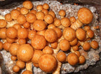 Root Mushroom Farm- Mushroom Liquid Cultures/Nameko(Pholiota nameko)