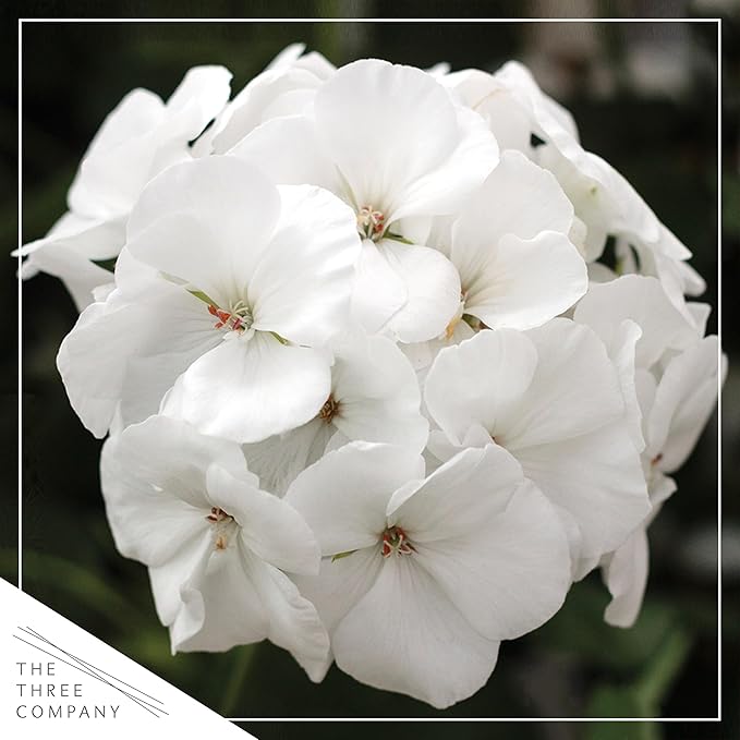 Live Flowering Zonal Geraniums - White (3 Plants Per Pack) - Beautiful Spring Flowers - 12" Tall by 5" Wide in 1 Qt Pot