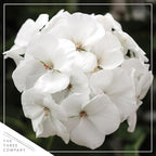 Live Flowering Zonal Geraniums - White (2 Plants Per Pack) - Beautiful Spring Flowers - 12" Tall by 5" Wide in 1 Qt Pot