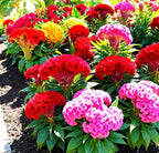 Seeds Cockscomb Coral Garden Dwarf Mix 200+ Seeds Brain Celosia Cristata Crested Cockscomb