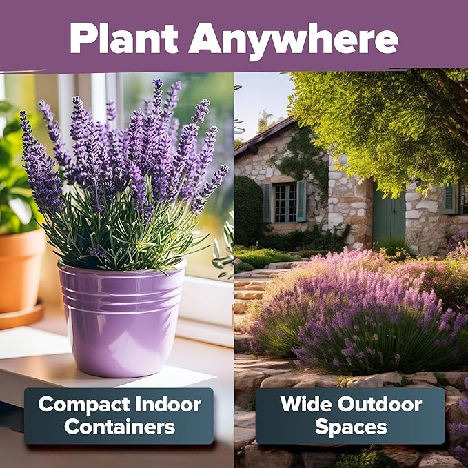 HOME GROWN Non GMO English Lavender Seeds 3,000+ Wildflower Seed for Planting Indoor/Outdoor, High Germination, Plant Flower Seeds (Lavandula antustifolia)