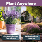 HOME GROWN Non GMO English Lavender Seeds 3,000+ Wildflower Seed for Planting Indoor/Outdoor, High Germination, Plant Flower Seeds (Lavandula antustifolia)