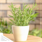 Live Aromatic and Edible Herb - Rosemary (4 Per Pack), Naturally Improves Breathing and Air Quality, 8" Tall by 3" Wide