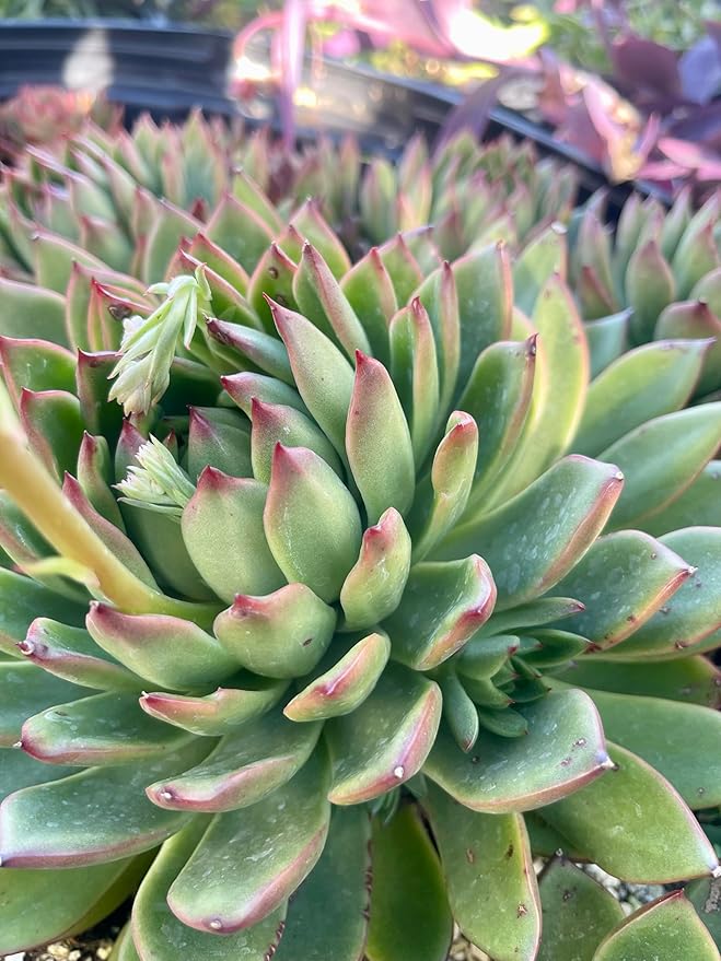 Fat Plants San Diego Live Echeveria Hybrid Succulent Plant (2.5 inch, agavoides)
