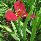 Iris ‘Ann Chowning’, a Great Live Pond Plant for Your Water Garden. Filters The koi and Goldfish Pond. Good for Bogs, Plant Shelf or Shallow Water This marginal Aquatic is a Real Beauty