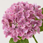 ZYTUYO 4Pcs 20" Real Touch Hydrangea Artificial Flowers Dark Pink Lifelike Fake Latex Hydrangeas for Baby Shower Party Wedding Flower Arrangement Indoor Home Office Xmas Table Decoration