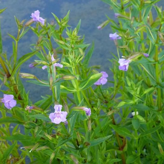 Monkey Flower, a Great Live Pond Plant for Your Water Garden. Filters koi and Goldfish Ponds. Good for Bogs, Plant Shelf or Shallow Water This marginal Aquatic is a Real Beauty