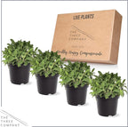 Live Aromatic and Edible Herb - Sage (4 Per Pack), Supports Memory and Brain Health, 8" Tall by 4" Wide in 1 Pint Pot