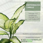 LEAL PLANTS ECUADOR Stunning Dieffenbachia Camille (Dumb Cane) – Lush Variegated Foliage, Easy-Care Tropical Houseplant, Natural Air Purifier, Perfect for Home Decor, Unique Gift for Plant Lover