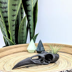 Raven Skull Air Plant Holder - Gothic Raven Air Planter - Bird Skull Witch Decor for Home - Crow Art Sculpture - Halloween Spooky Plant Pot