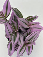 Live Tradescantia Nanouk Succulent Plant, Purple and Green Variegated Foliage, Fully Rooted in 4 Inch Pot with Soil, Indoor Home and Office Decor
