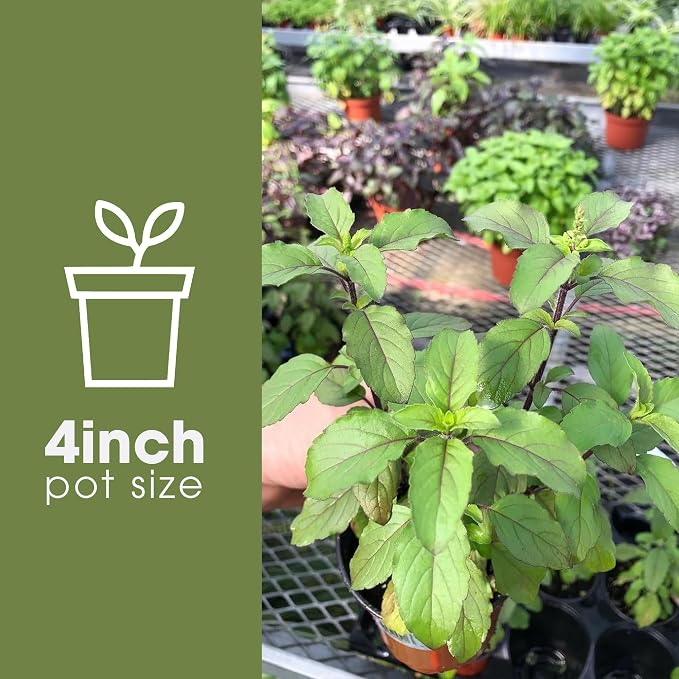 Generic Tulsi Krishna Holy Basil Plants Live - Rare Live Basil Plant - Ocimum Sanctum - Purple Tulsi Herbs - Non GMO - Garden Indoor & Outdoor