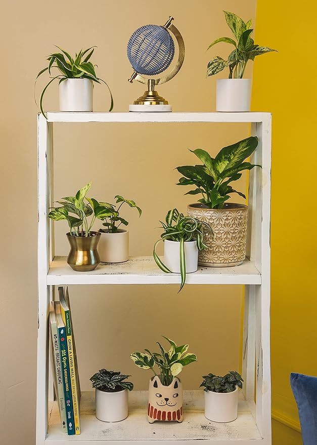 Easy to Grow Houseplants (12 Pack) Live House Plants in Plant Containers, Growers Choice Plant Set & Costa Farms Money Tree, Easy Care Indoor Plant, Live Houseplant in Ceramic Planter Pot