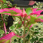 Chalily Joseph's Coat, a Great Live Pond Plant for Your Water Garden. Filters The koi and Goldfish Pond. Good for Bogs, Plant Shelf or Shallow Water This marginal Aquatic is a Real Beauty