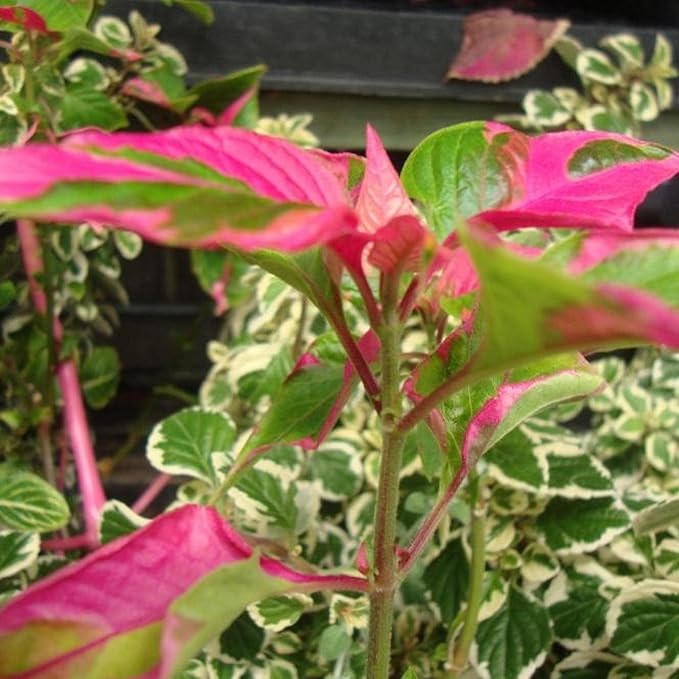Chalily Joseph's Coat, a Great Live Pond Plant for Your Water Garden. Filters The koi and Goldfish Pond. Good for Bogs, Plant Shelf or Shallow Water This marginal Aquatic is a Real Beauty