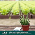 Sansevieria Hedgehog Live Snake Plant in 4" Pot – Compact Spiky Foliage, Easy Care, Low Light, Low Maintenance Indoor Houseplant