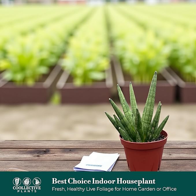 Sansevieria Hedgehog Live Snake Plant in 4" Pot – Compact Spiky Foliage, Easy Care, Low Light, Low Maintenance Indoor Houseplant